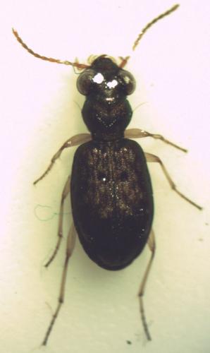Réf. 181 476 : Asaphidion curtum